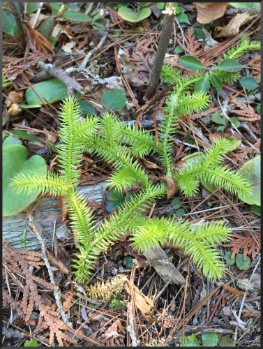 Lycopodium clavatum (Running Ground Pine)