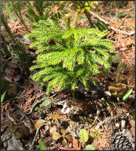 Dendrolycopodium obscurum (Tree Club-Moss)