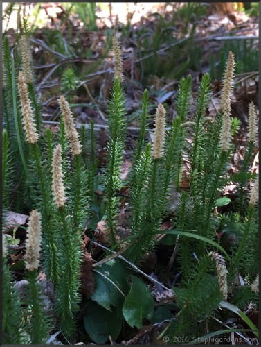 Spinulum annotinum (Stiff Club-moss)