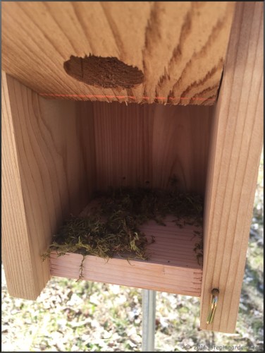 chickadee nest