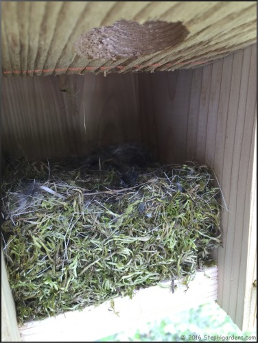 chickadee nest