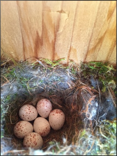 Chickadee eggs