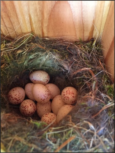 5/28/16 This little momma has been busy! 