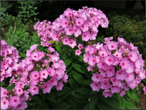 Jeana Garden Phlox (Phlox paniculata 'Jeana')