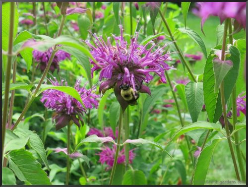 Purple Rooster Bee Balm(Monarda didyma 'Purple Rooster')