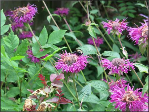 Purple Rooster Bee Balm(Monarda didyma 'Purple Rooster')