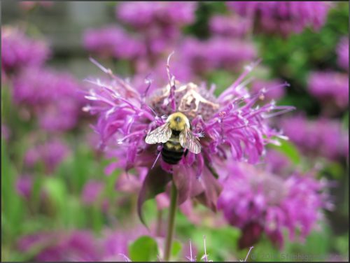 Purple Rooster Bee Balm(Monarda didyma 'Purple Rooster')