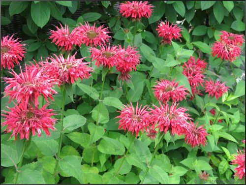 Bee Balm