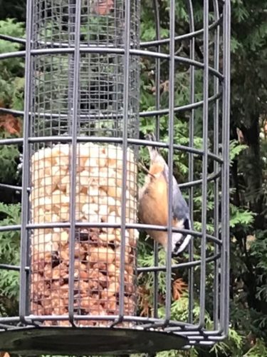 squirrel proof peanut bird feeder