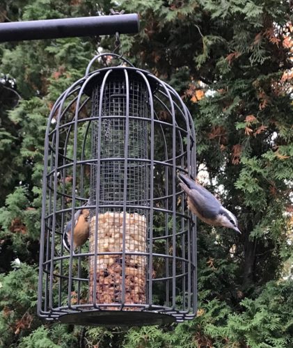 peanut feeder