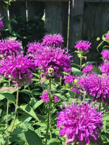 Monarda didyma ‘Purple Rooster’