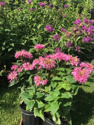 Monarda 'Marje Pink'