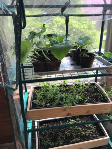 Gardman Mini greenhouse