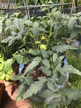 Grand Slam F1 Slicer Tomato