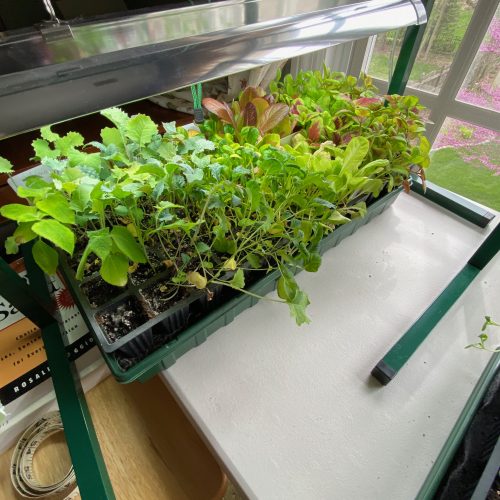 seedlings grow light