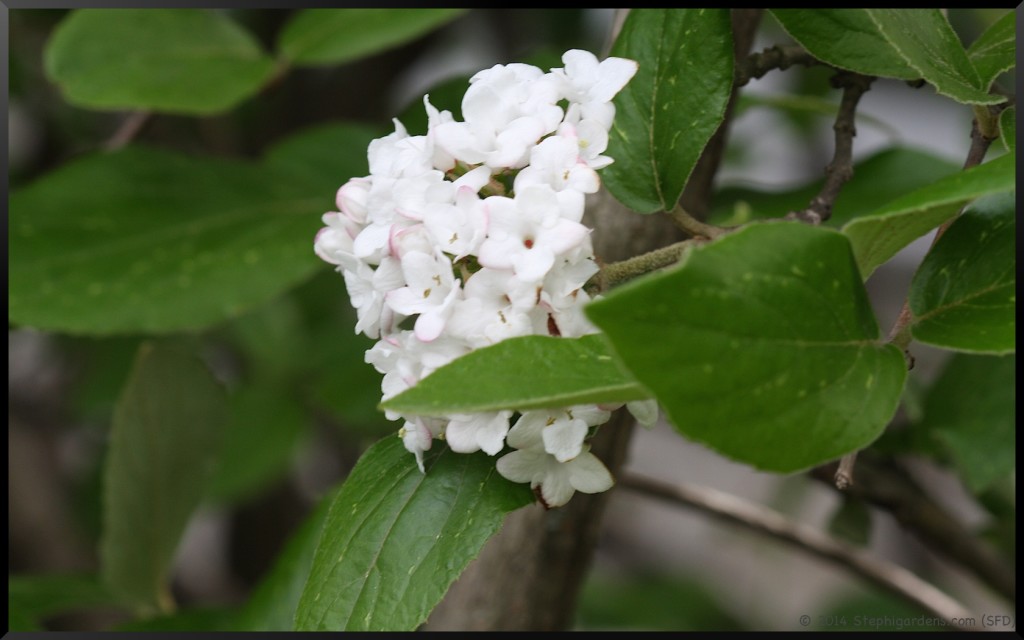 judd viburnum – Stephi Gardens