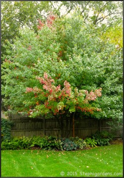 Multi stemmed Freeman Maple Autumn Blaze