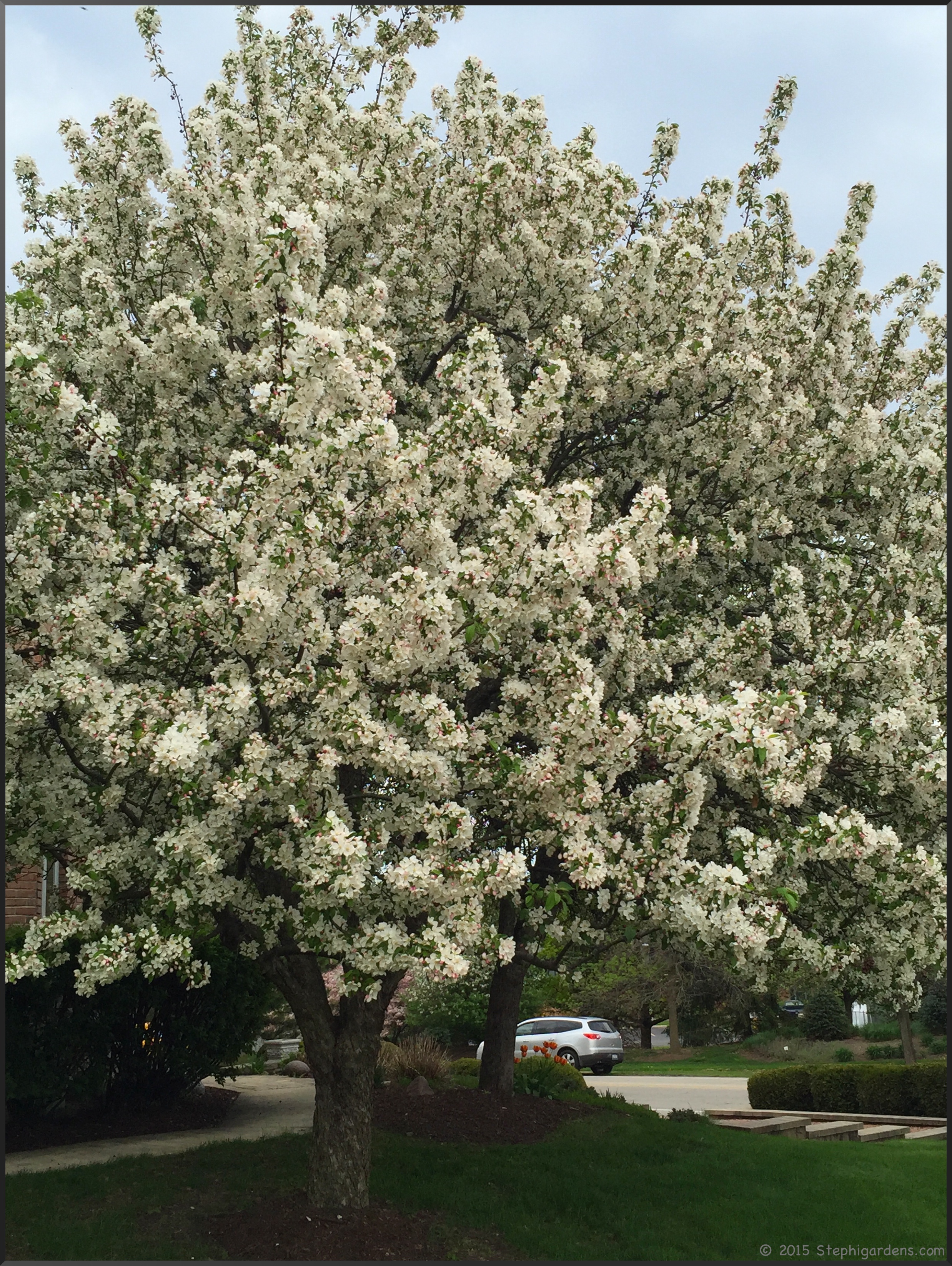 An Amazing Spring For The Flowering Trees – Stephi Gardens