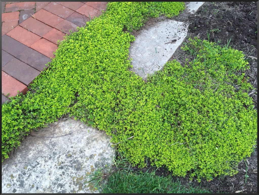 creeping thyme – Stephi Gardens