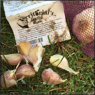 Territorial seed garlic